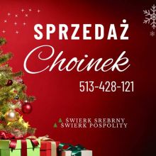 Choinka Sprzedam żywe choinki, świerk pospolity,...