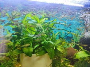 Rybki akwariowe - gupiki 30szt - na Start lub...