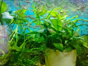 Rybki akwariowe - gupiki 30szt - na Start lub...