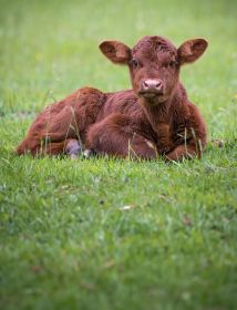 Kupie cielęta, byczki