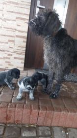 Oddam pieski w dobre ręce