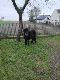 Sprzedam lub zamiana