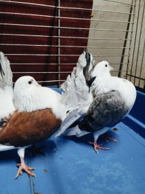 Gołębie zmienią dom