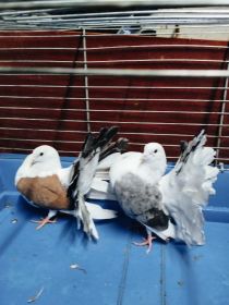 Gołębie zmienią dom