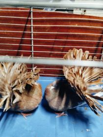 Gołębie zmienią dom