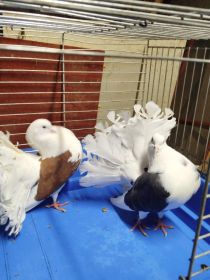 Gołębie zmienią dom