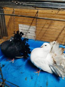 Gołębie zmienią dom