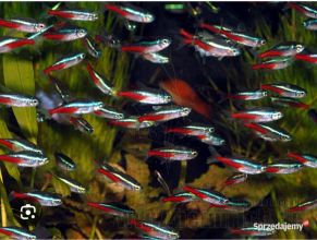 Rybki akwariowe różne