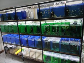 Rybki akwariowe różne