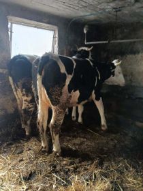 Sprzedam 2 jałówki