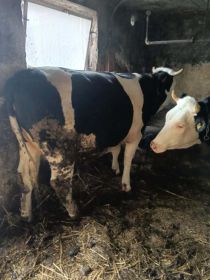 Sprzedam 2 jałówki