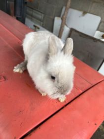 Sprzedam samca miniatórkę