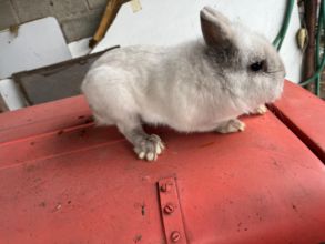 Sprzedam samca miniatórkę