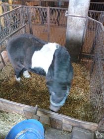 Sprzedam lub zamiana