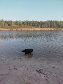 Witam oddam suczkę w typie owczarka...