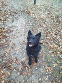 Witam oddam suczkę w typie owczarka...