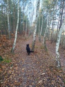 Witam oddam suczkę w typie owczarka...