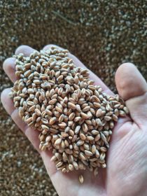 Pszenica (możliwość zworkowania) (2025)