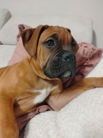 Szczeniak Bokser z rodowodem