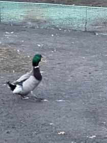 Kaczory staropolskie