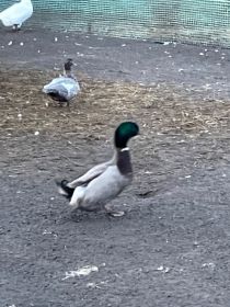 Kaczory staropolskie