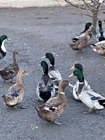 Kaczory staropolskie