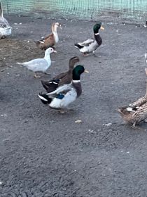 Kaczory staropolskie