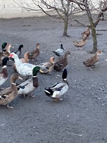 Kaczory staropolskie