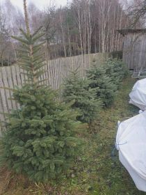 Sprzedam choinki