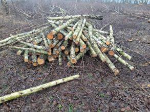 Drewno do kominka brzozowe