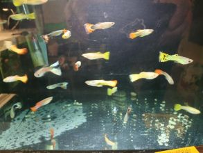 Rybki akwariowe różne