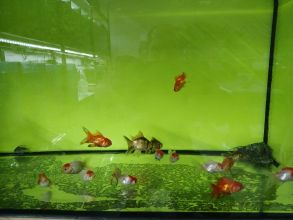 Rybki akwariowe różne
