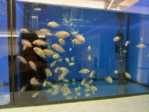 Rybki akwariowe różne