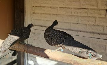 Sprzedam wieloszpony