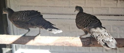 Sprzedam wieloszpony