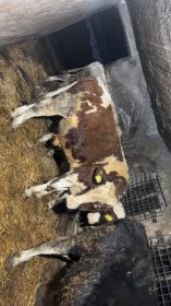 Sprzedam 5 byczków po 150 200 kg