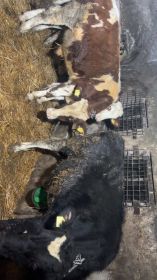 Sprzedam 5 byczków po 150 200 kg