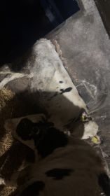 Sprzedam 5 byczków po 150 200 kg