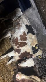 Sprzedam 5 byczków po 150 200 kg