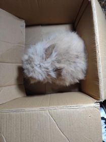 Sprzedam miniaturki Teddy