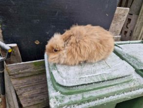 Sprzedam miniaturki Teddy