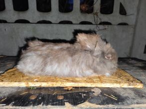 Sprzedam miniaturki Teddy