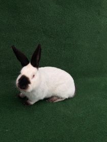 Królik kalifornijski – samiec