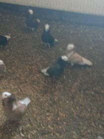 Sprzedam gołębie ozdobne