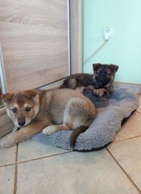 Oddam szczeniaki za darmo