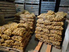 Ziemniaki jadalne możliwy transport