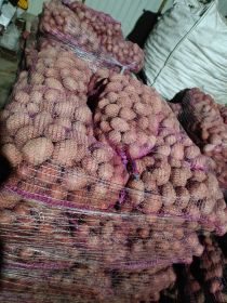 Ziemniaki jadalne możliwy transport