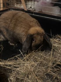 Sprzedam królika z klatką