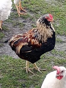 Kogut Araukana bezogoniasty