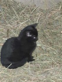 Oddam słodkie kotki w dobre rece